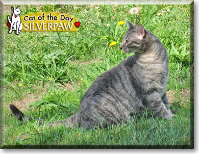 Silverpaw, the Cat of the Day