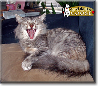 Goose, the Cat of the Day