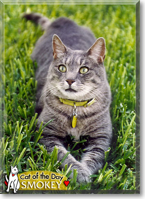 Smokey, the Cat of the Day