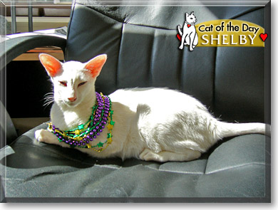 Shelby, the Cat of the Day
