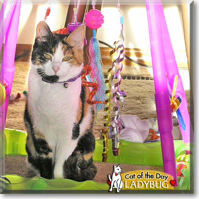 LadyBug, the Cat of the Day
