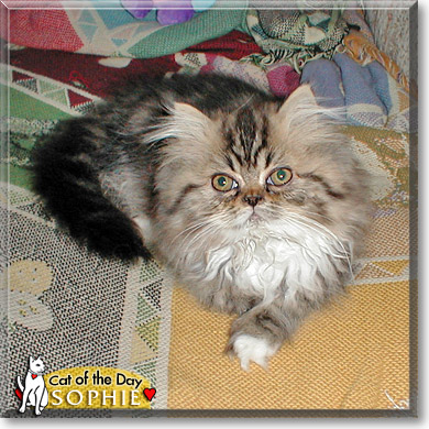 Sophie Joette, the Cat of the Day