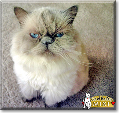 Mixi, the Cat of the Day