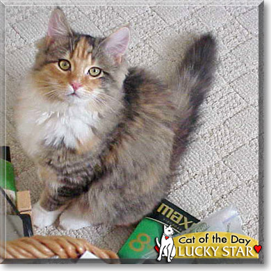 Lucky Star, the Cat of the Day