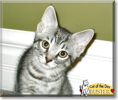 Buster, the Cat of the Day