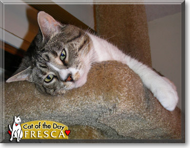 Fresca, the Cat of the Day