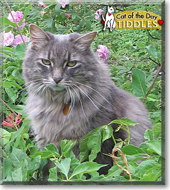 Tiddles, the Cat of the Day