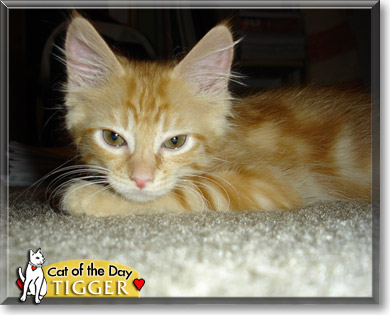 Tigger, the Cat of the Day