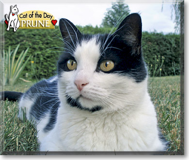 Prune, the Cat of the Day
