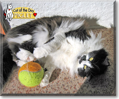 Piglet, the Cat of the Day