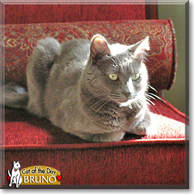 Bruno, the Cat of the Day