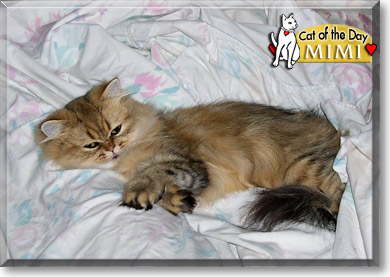 Mimi, the Cat of the Day