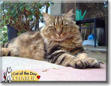 Charlie, the Cat of the Day
