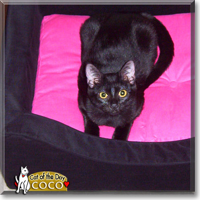 Coco, the Cat of the Day