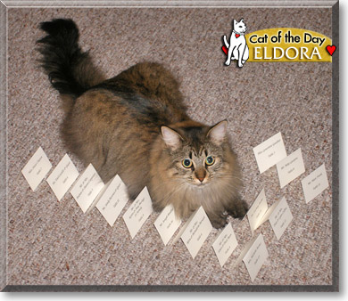 Eldora, the Cat of the Day