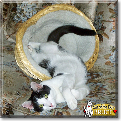 Bruce, the Cat of the Day