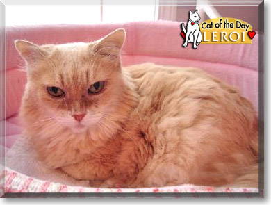 Leroi, the Cat of the Day