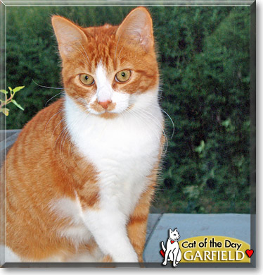 Garfield, the Cat of the Day