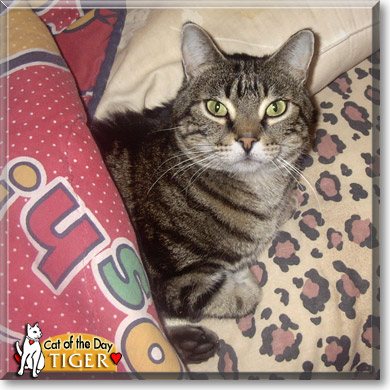 Tiger, the Cat of the Day