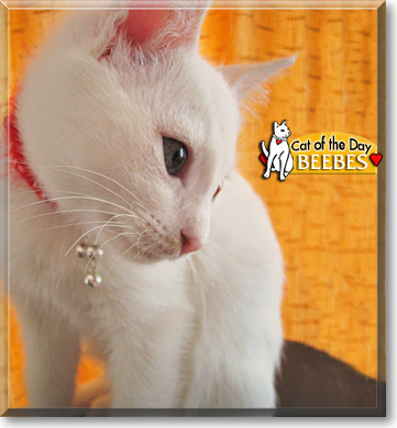 Beebes, the Cat of the Day