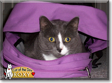 Roxy, the Cat of the Day