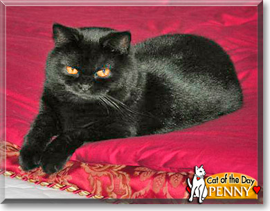 Penny, the Cat of the Day