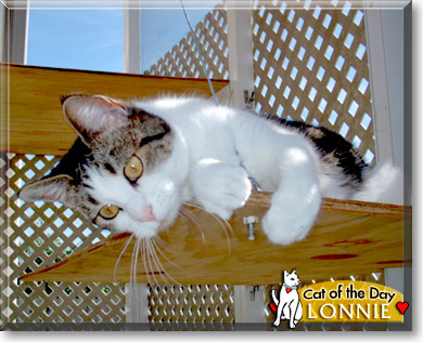 Lonnie, the Cat of the Day
