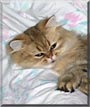 Mimi