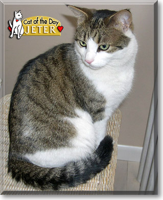 Jeter, the Cat of the Day
