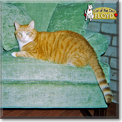 Floyd, the Cat of the Day