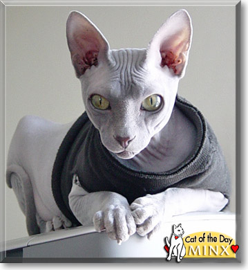 Minx, the Cat of the Day