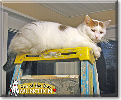 Munchkin, the Cat of the Day