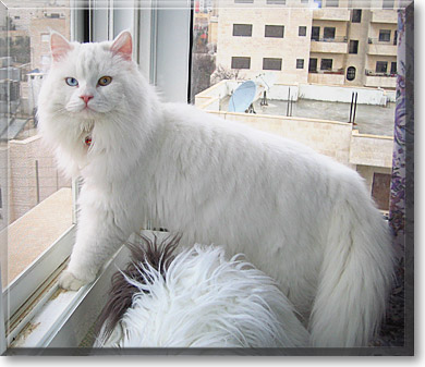 Simba, the Cat of the Day