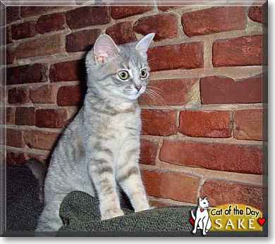 Sak&eacute;, the Cat of the Day