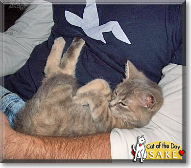 Sak&eacute;, the Cat of the Day