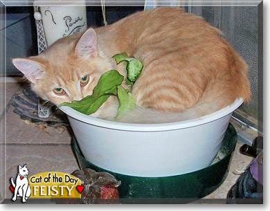 Feisty, the Cat of the Day