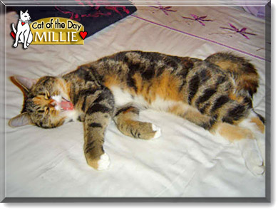 Millie, the Cat of the Day
