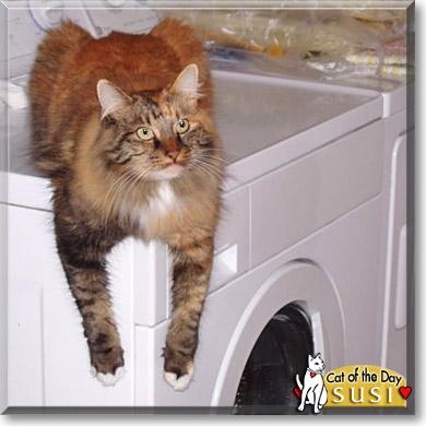 Susi, the Cat of the Day