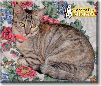 Mimao, the Cat of the Day