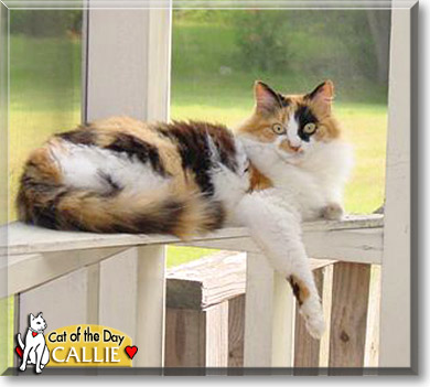 Callie, the Cat of the Day