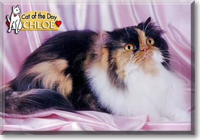 Chloe, the Cat of the Day