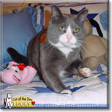 Lucky, the Cat of the Day