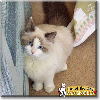 Magnolia, the Cat of the Day