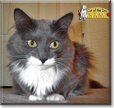 Sam, the Cat of the Day