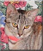 Mimao