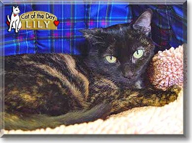 Lily, the Cat of the Day