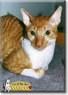 Marco, the Cat of the Day
