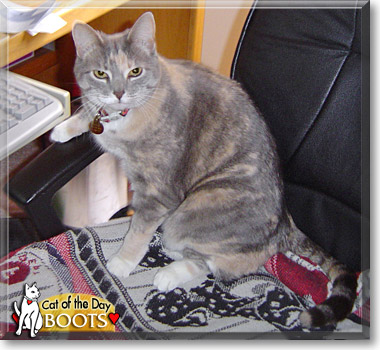 Boots, the Cat of the Day