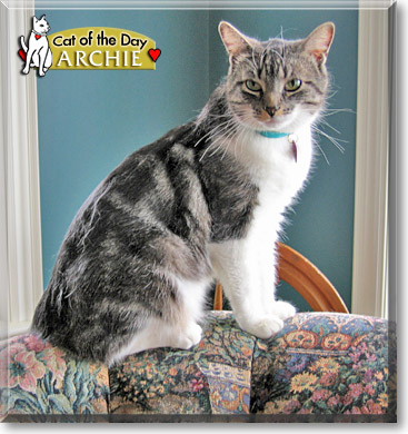 Archie, the Cat of the Day