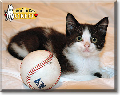 Oreo, the Cat of the Day